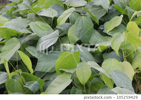 Pterygota alata tree plantation on farm 105259429