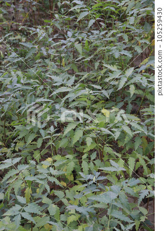 Azadirachta indica tree also called neem tree Azadirachta indica tree also called neem tree 105259430