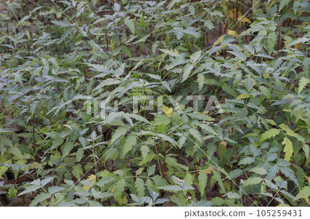 Azadirachta indica tree also called neem tree 105259431
