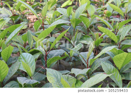 Mitragyna speciosa Korth tree plant on farm Mitragyna speciosa Korth tree plant on farm 105259433