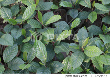 Mitragyna speciosa Korth tree plant on farm 105259434