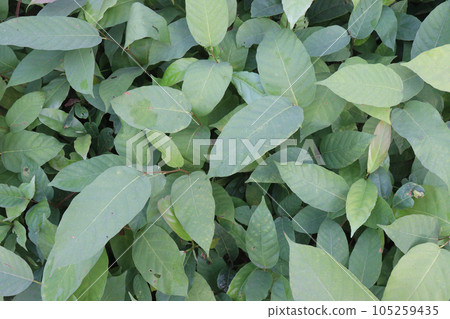 Persicaria chinensis tree plant on farm Persicaria chinensis tree plant on farm 105259435