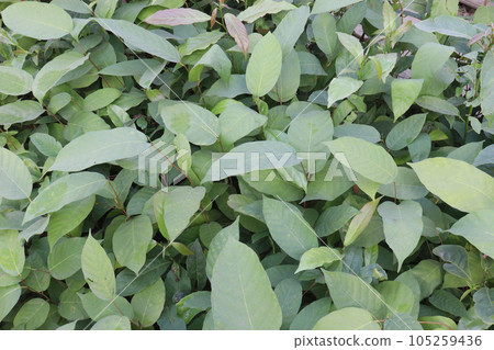 Persicaria chinensis tree plant on farm Persicaria chinensis tree plant on farm 105259436