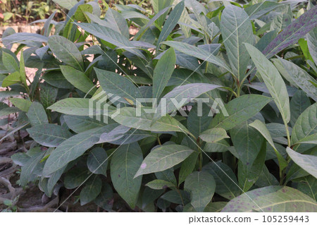 Vernonia Amygdalina flower plant on farm 105259443