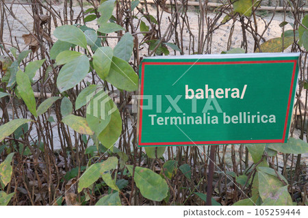 terminalia bellirica tree this is spice farm 105259444