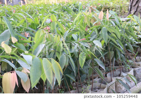cobra saffron flower tree plant on farm 105259448