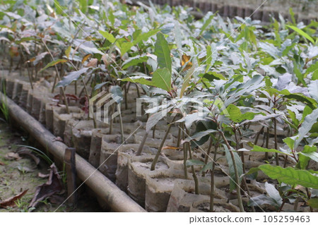 Barringtonia acutangula tree plant on farm 105259463