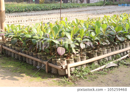 Terminalia catappa tree plant on farm 105259468