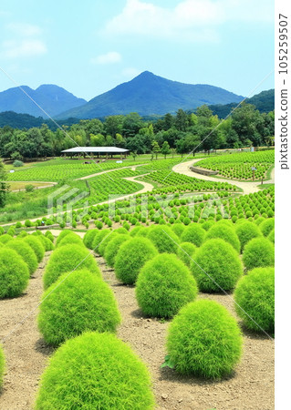 [香川縣] 夏天的國立贊岐萬王公園（鮮綠的地膚） 105259507