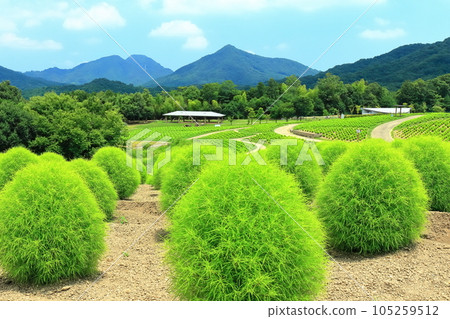 [香川縣] 夏天的國立贊岐萬王公園（鮮綠的地膚） 105259512
