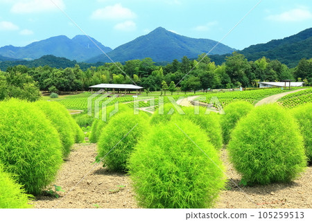 [香川縣] 夏天的國立贊岐萬王公園（鮮綠的地膚） 105259513