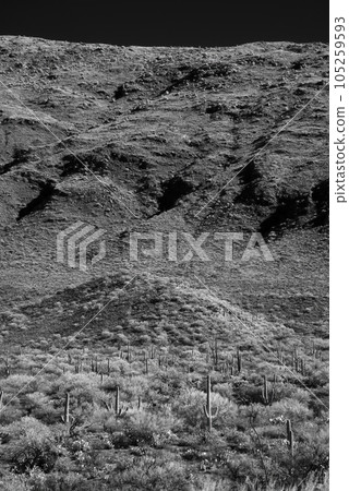 Sonora Desert Arizona in Infrared Sonora Desert Arizona in Infrared 105259593