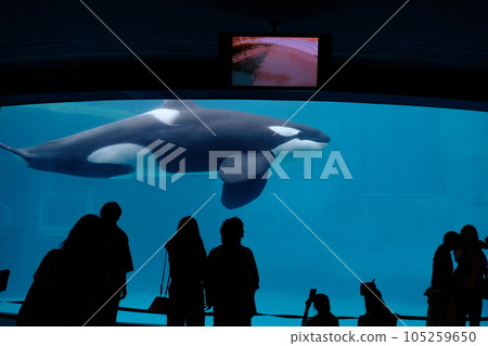 名古屋港水族館的虎鯨 名古屋港水族館的虎鯨 105259650