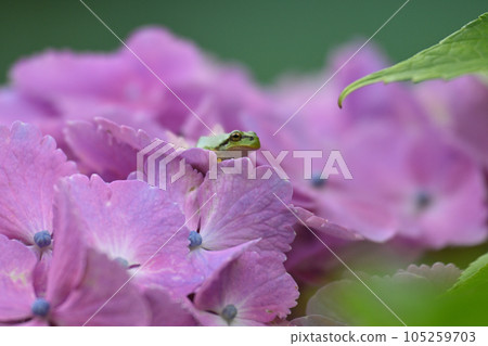 Amagaeri and hydrangea Amagaeri and hydrangea 105259703