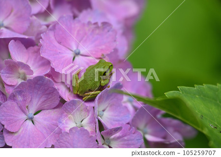Amagaeri and hydrangea Amagaeri and hydrangea 105259707