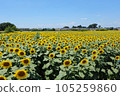Kiyose Sunflower Festival 2023 105259860