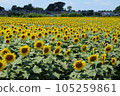 Kiyose Sunflower Festival 2023 105259861