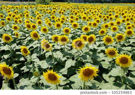 Kiyose Sunflower Festival 2023 105259863