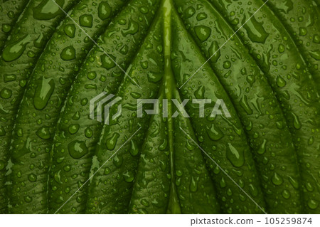 Water drops after rain on green leaf 105259874