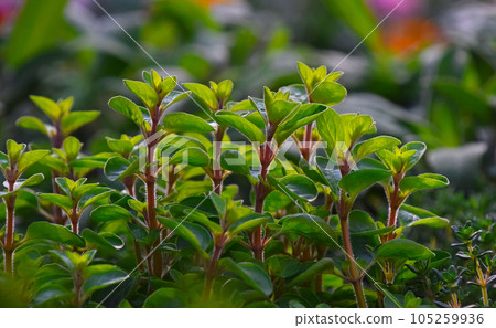 Green fresh sweet marjoram oregano spicy herb 105259936