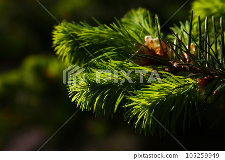 Pine or spruce tree branch with new cones Pine or spruce tree branch with new cones 105259949