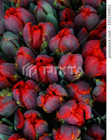 Red upip flowers 105259951