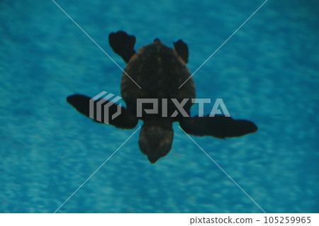 名古屋港公共水族館的小海龜 105259965