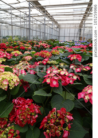 Pink hydrangea hortensia flowers in greenhouse Pink hydrangea hortensia flowers in greenhouse 105259966