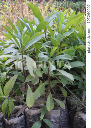 Dillenia indica tree plant in farm Dillenia indica tree plant in farm 105260092