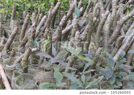 Garden croton tree plant on farm 105260093