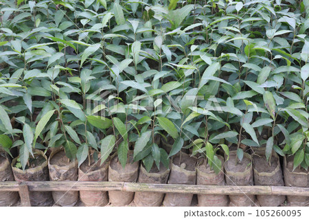 Monoon longifolium tree plant on farm Monoon longifolium tree plant on farm 105260095