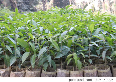 Monoon longifolium tree plant on farm 105260096