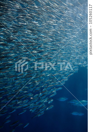 名古屋港水族館的沙丁魚群 105260117