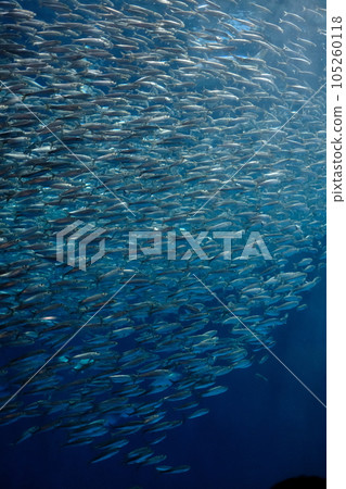 A school of sardines at the Port of Nagoya Public Aquarium 105260118