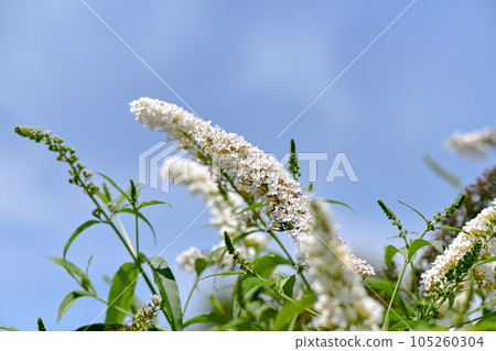 Boodlea Boodlea 105260304