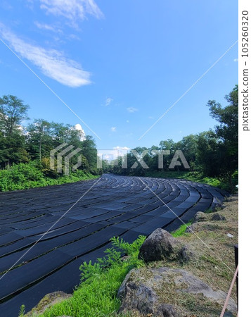 Wasabi Farm, Azumino City, Nagano Prefecture 105260320