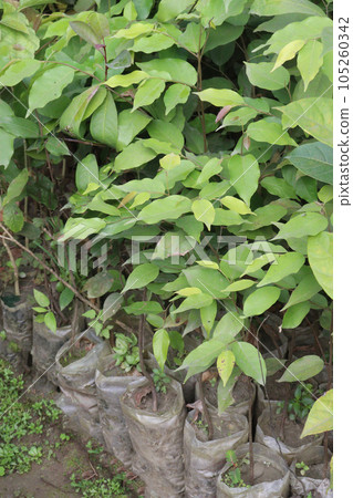 hopea odorata tree plant on farm hopea odorata tree plant on farm 105260342