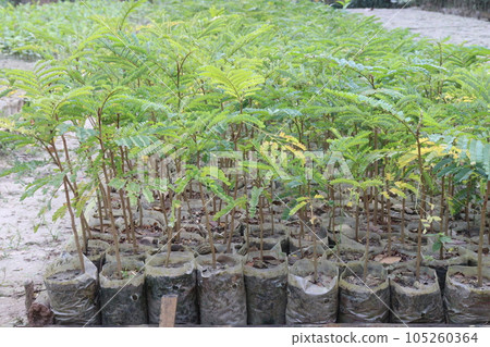 Peltophorum pterocarpum flower tree plant on farm Peltophorum pterocarpum flower tree plant on farm 105260364