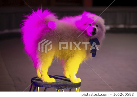Samoyed circus dog in multi-colored stage lights. Circus dog. 105260598