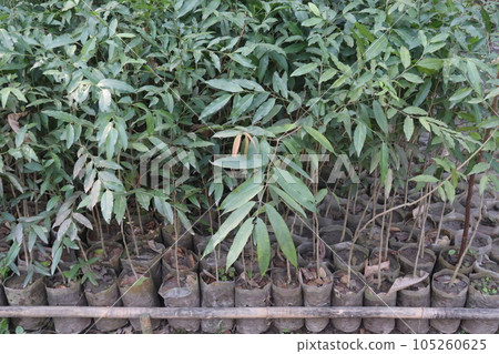 cobra saffron flower tree plant on farm cobra saffron flower tree plant on farm 105260625