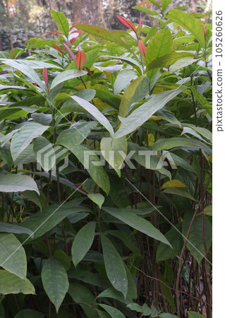 Terminalia chebula tree plant on farm Terminalia chebula tree plant on farm 105260626