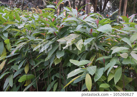 Terminalia chebula tree plant on farm Terminalia chebula tree plant on farm 105260627