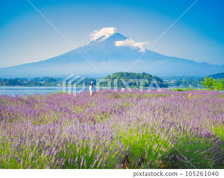 Fujikawaguchiko Mt.Fuji from Oishi Park 105261040