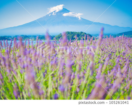 Fujikawaguchiko Mt.Fuji from Oishi Park 105261041