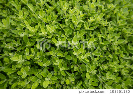 Close up small green leaves background 105261180