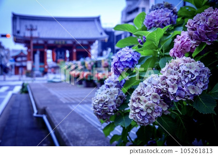 Hydrangea and Kaminarimon of Sensoji Temple 105261813
