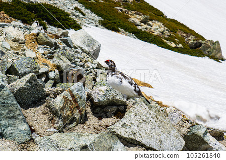 Climbing the Tateyama Mountains of the Northern Alps during the remaining snow season Raicho of Ichinokoshi Climbing the Tateyama Mountains of the Northern Alps during the remaining snow season Raicho of Ichinokoshi 105261840