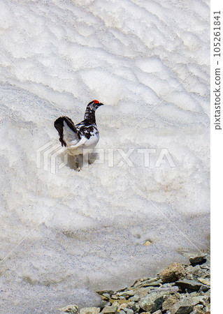 Climbing the Tateyama Mountains of the Northern Alps during the remaining snow season Raicho of Ichinokoshi 105261841