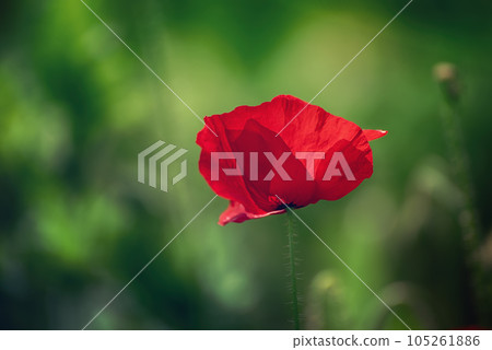 Red spring poppy Red spring poppy 105261886