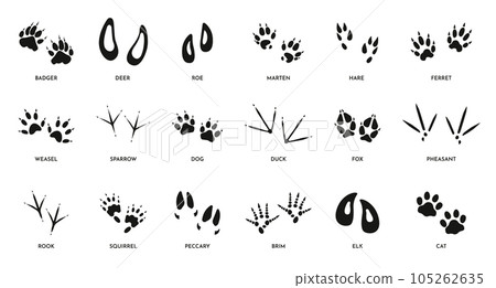 Animal footprints. Wild foot paw prints of different animals, foot silhouette trail of wild bests, dog fox elk ferret and deer paw. Vector isolated set Animal footprints. Wild foot paw prints of different animals, foot silhouette trail of wild bests, dog fox elk ferret and deer paw. Vector isolated set 105262635